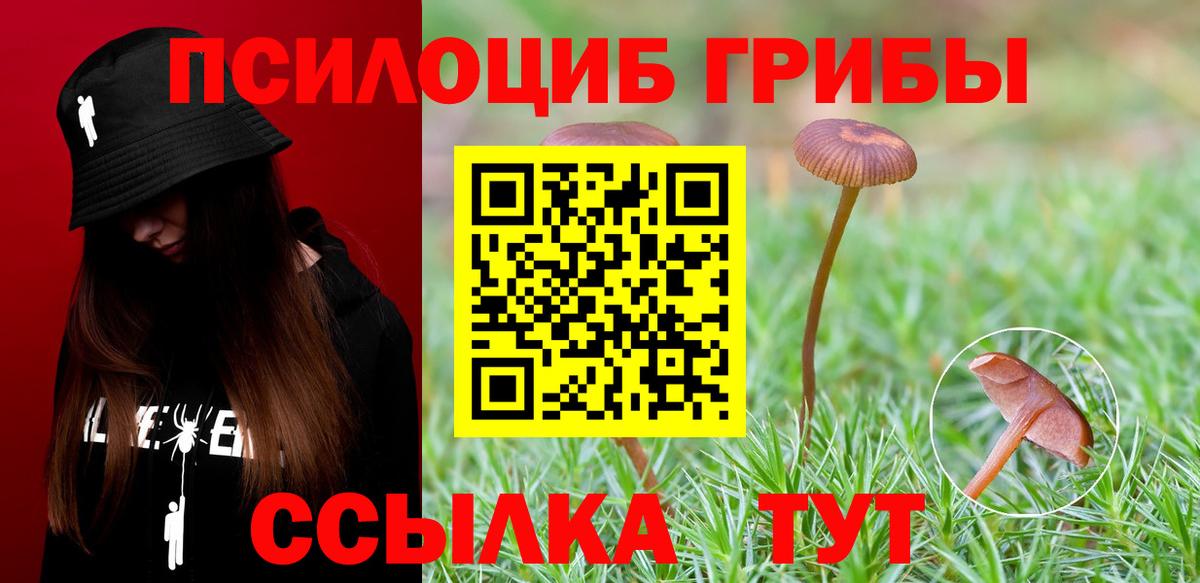 Галлюциногенные грибы Psilocybe Нефтекумск